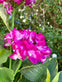 Hortensia med solceller – Pink - VIAMAJA.DK