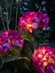 Hortensia med solceller – Pink - VIAMAJA.DK