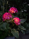 Hortensia med solceller – Rosa