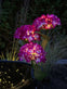 Hortensia med solceller – Pink - VIAMAJA.DK