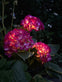 Hortensia med solceller – Pink - VIAMAJA.DK