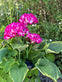 Hortensia med solceller – Pink - VIAMAJA.DK