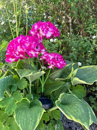 Hortensia med solceller – Pink - VIAMAJA.DK