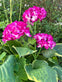 Hortensia med solceller – Pink - VIAMAJA.DK