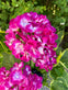 Hortensia med solceller – Pink - VIAMAJA.DK