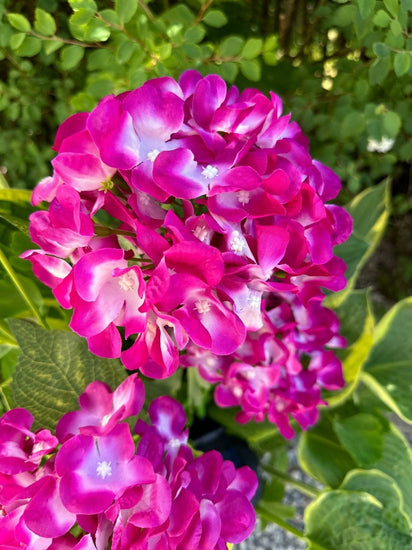 Hortensia med solceller – Pink - VIAMAJA.DK