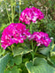 Hortensia med solceller – Pink - VIAMAJA.DK
