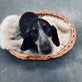 Hundekurv i kraftig rattan – Mellem - VIAMAJA.DK
