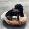 Hundekurv i kraftig rattan – Mellom