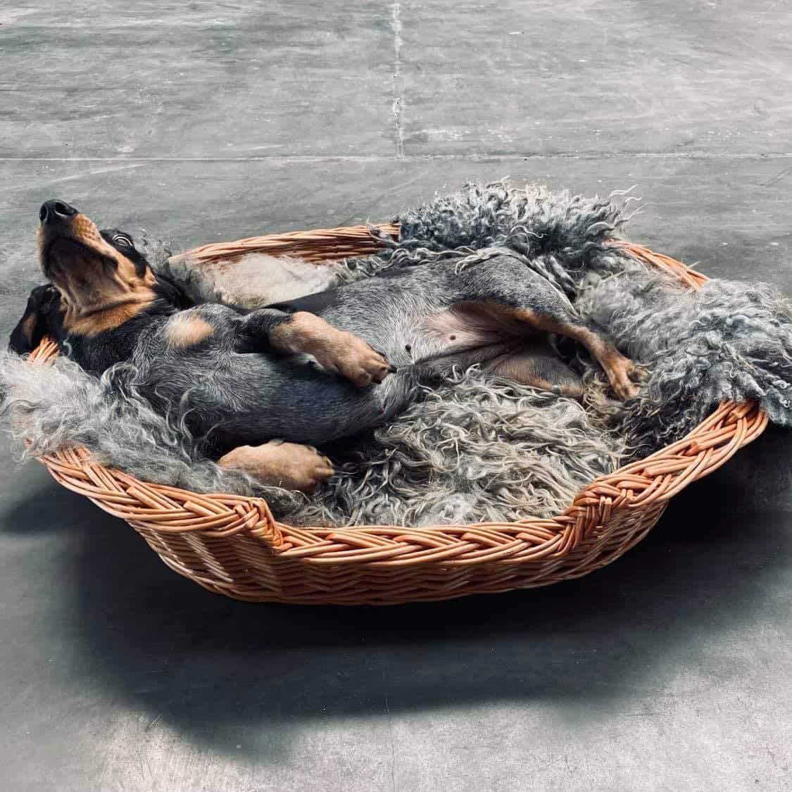 Hundekurv i kraftig rattan - Stor - VIAMAJA.DK