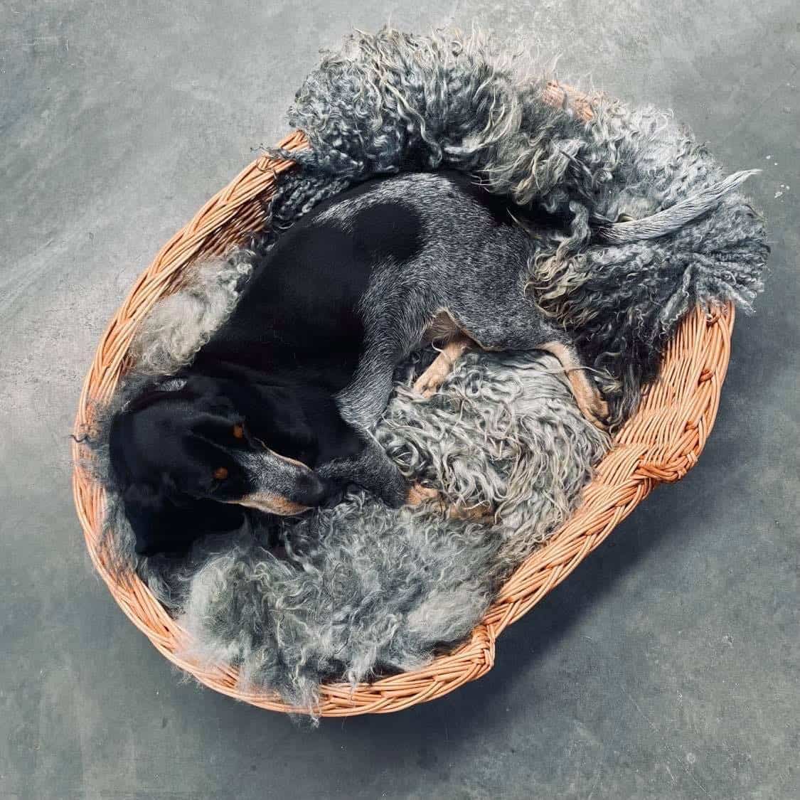 Hundekurv i kraftig rattan - Stor - VIAMAJA.DK