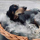 Hundekurv i kraftig rattan - Stor - VIAMAJA.DK
