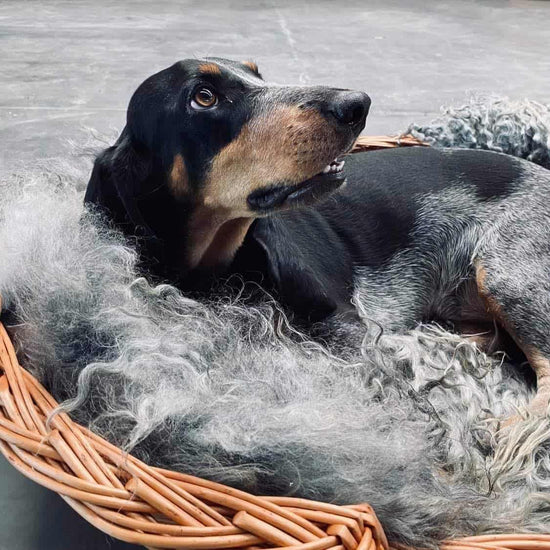 Hundekurv i kraftig rattan - Stor - VIAMAJA.DK