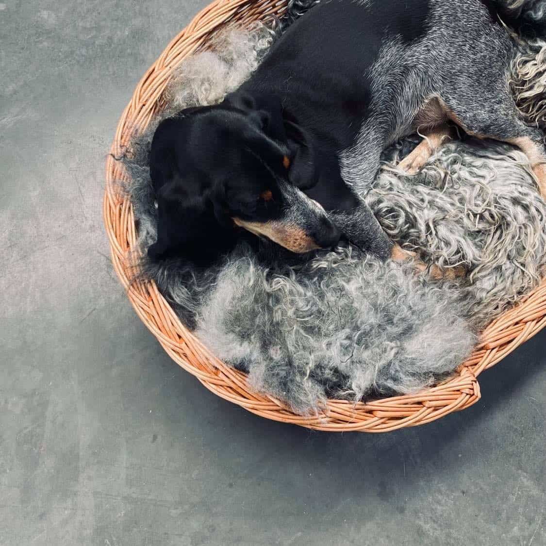 Hundekurv i kraftig rattan - Stor - VIAMAJA.DK