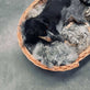 Hundekurv i kraftig rattan - Stor - VIAMAJA.DK