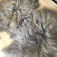 Islandsk lammeskind - grey breeze - VIAMAJA