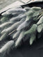 Lagurus – grey mist - VIAMAJA.DK