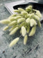 Lagurus – Lime - VIAMAJA.DK