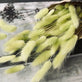 Lagurus - Lime - VIAMAJA.DK