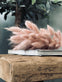 Lagurus - Rose - VIAMAJA.DK