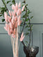 Lagurus - Rose - VIAMAJA.DK
