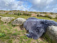 Lammeskind Langhåret Himalaya – Dark Grey - VIAMAJA.DK