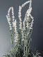 Lavendel i naturpotte - Hvid - VIAMAJA.DK