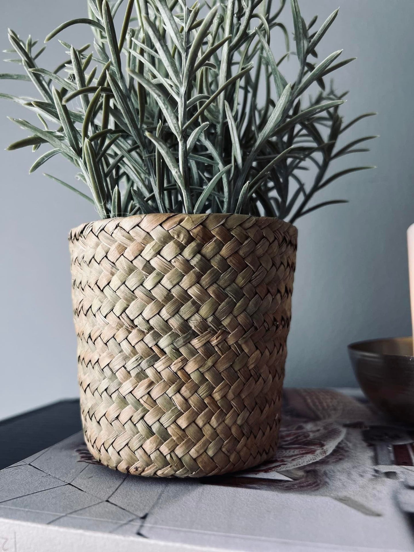 Lavendel i naturpotte - Lys lilla - VIAMAJA.DK