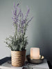 Lavendel i naturpotte - Mørk lilla