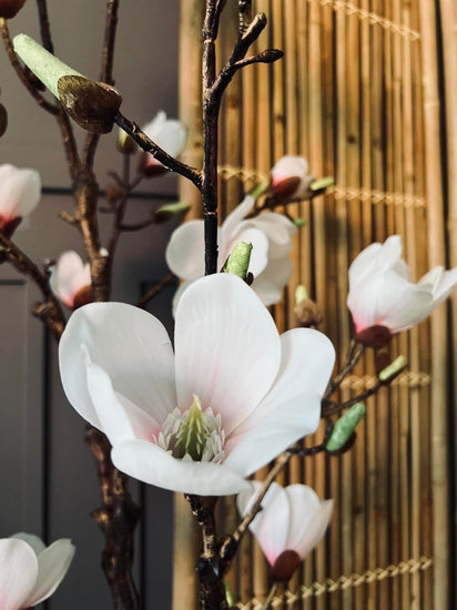 Magnoliatræ i pot - 120 cm - VIAMAJA.DK
