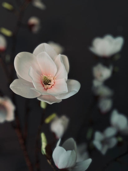 Magnoliatræ i pot - 120 cm - VIAMAJA.DK