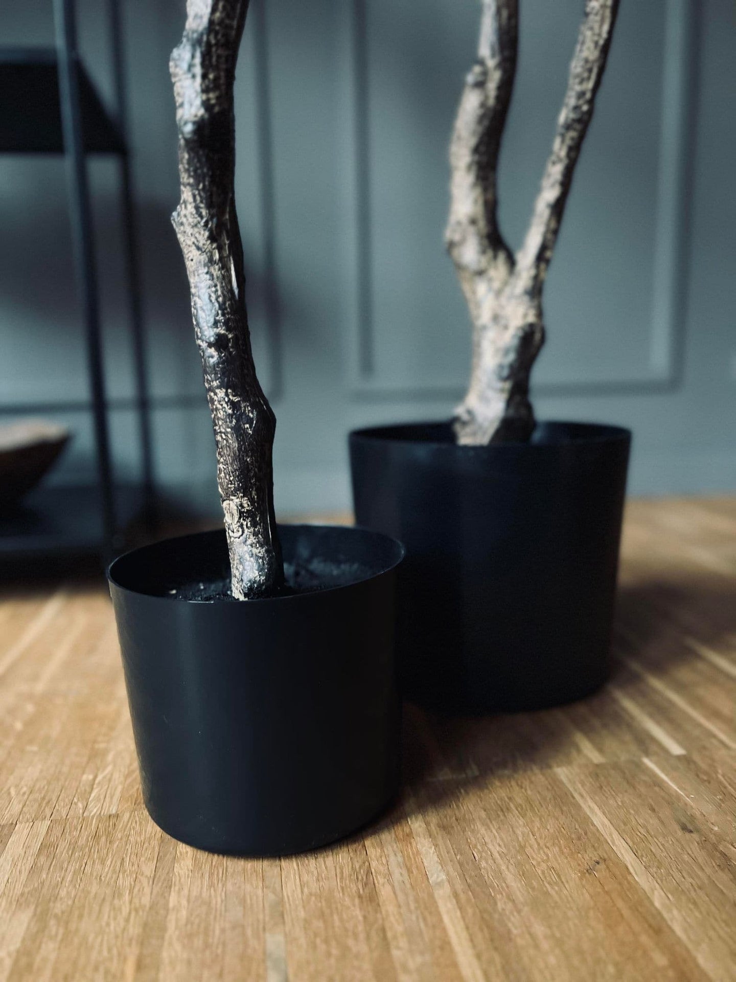 Magnoliatræ i pot - 160cm - VIAMAJA.DK