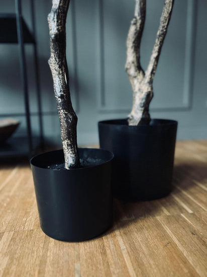 Magnoliatræ i pot - 160cm - VIAMAJA.DK