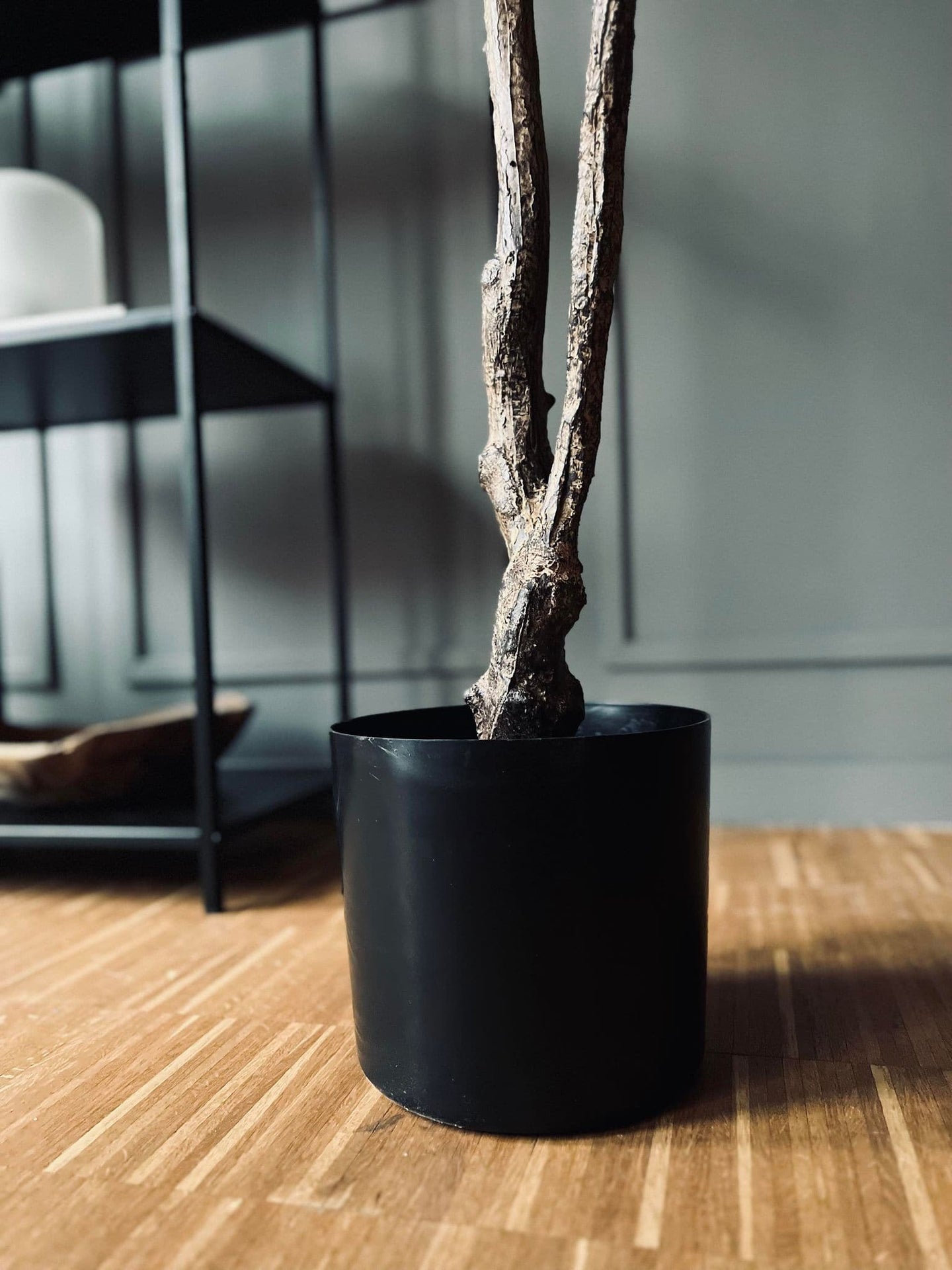 Magnoliatræ i pot - 160cm - VIAMAJA.DK