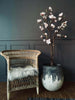 Magnoliatre i potte - 160 cm