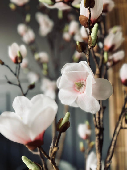 Magnoliatræ i pot - 160cm - VIAMAJA.DK