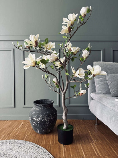 Magnoliatræ i potte - 120 cm Hvid / Lime - VIAMAJA.DK