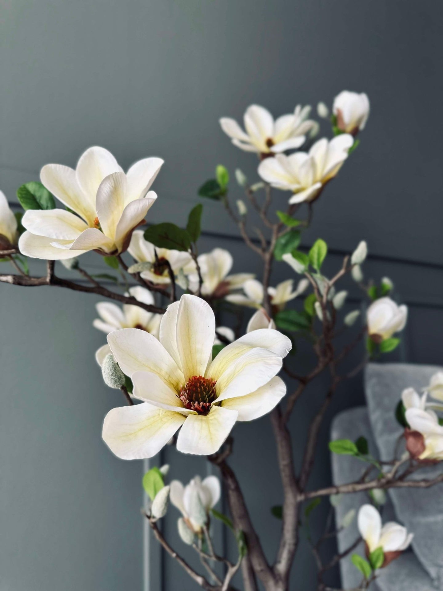 Magnoliatræ i potte - 120 cm Hvid / Lime - VIAMAJA.DK