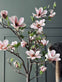 Magnoliatræ i potte - 120 cm Rosa - VIAMAJA.DK