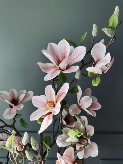 Magnoliatræ i potte - 120 cm Rosa - VIAMAJA.DK