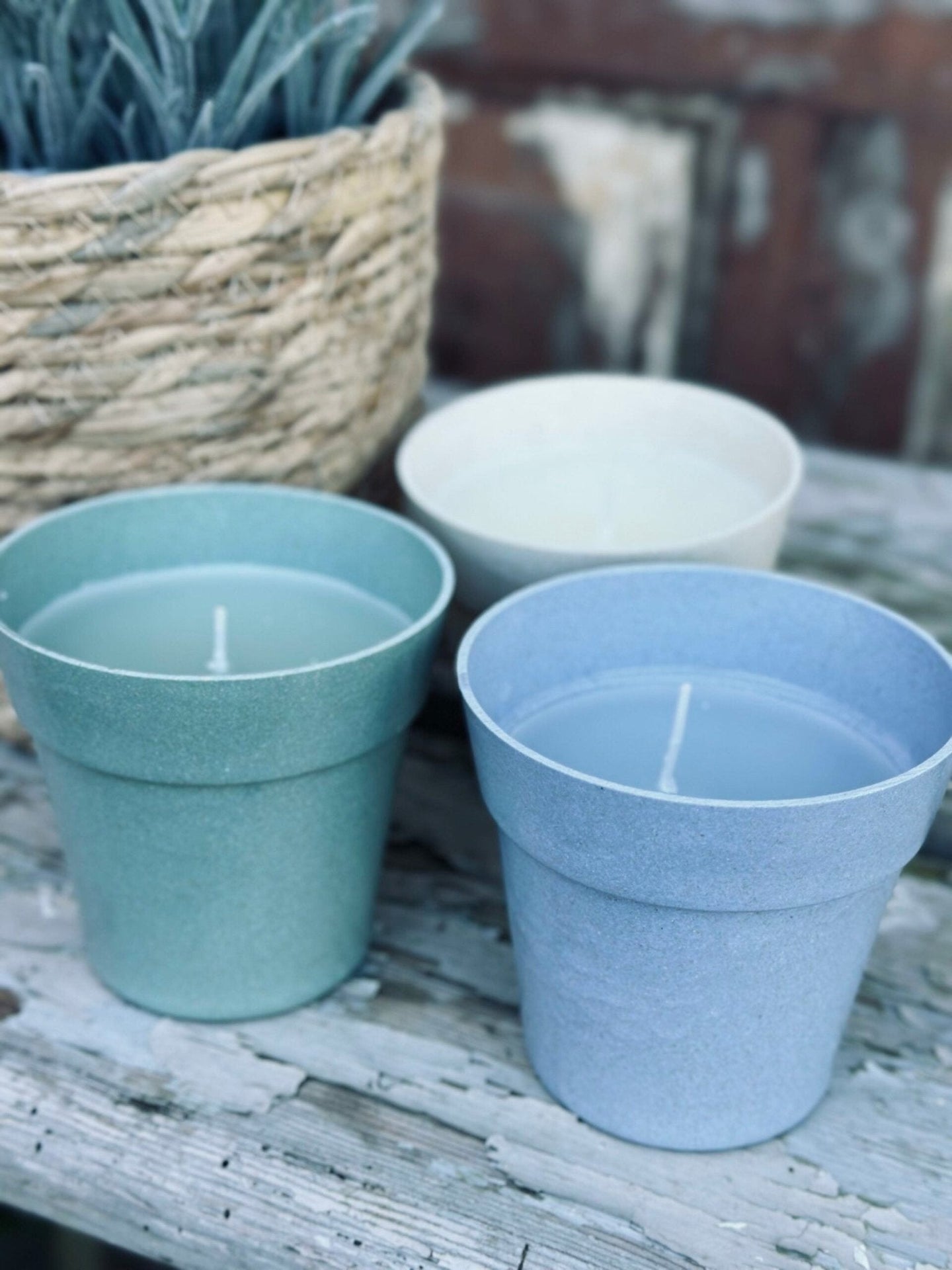 Myggelys – Citronella i biopotte - VIAMAJA.DK