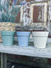 Mygglys – Citronella i biopotte