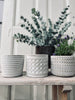Mygglys i sementpotte - Citronella mix