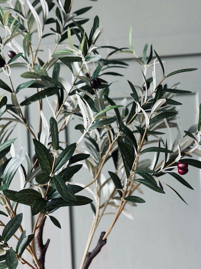 Oliventræ 120 cm - VIAMAJA.DK