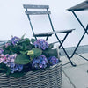 Plantekurv i rattan - Liten
