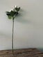 Rose 54cm – Hvid - VIAMAJA.DK