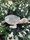 Skildpadde – Havepynt - VIAMAJA.DK