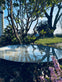 Spejlbassin - Dia 80 Corten Rust - VIAMAJA.DK