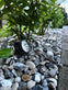 Stone med solceller - Sort - VIAMAJA.DK