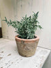 Thyme i potte